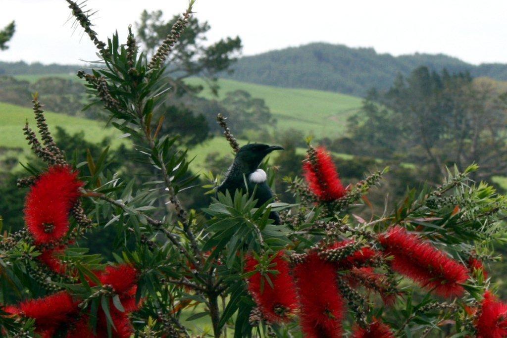 Morepork Riverside Lodge Paihia Exterior photo