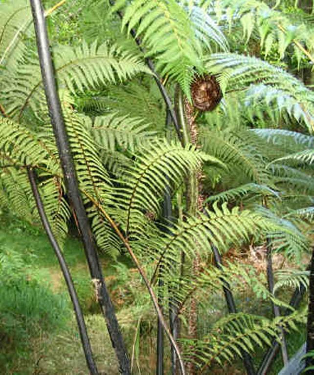 Morepork Riverside Lodge Paihia Exterior photo