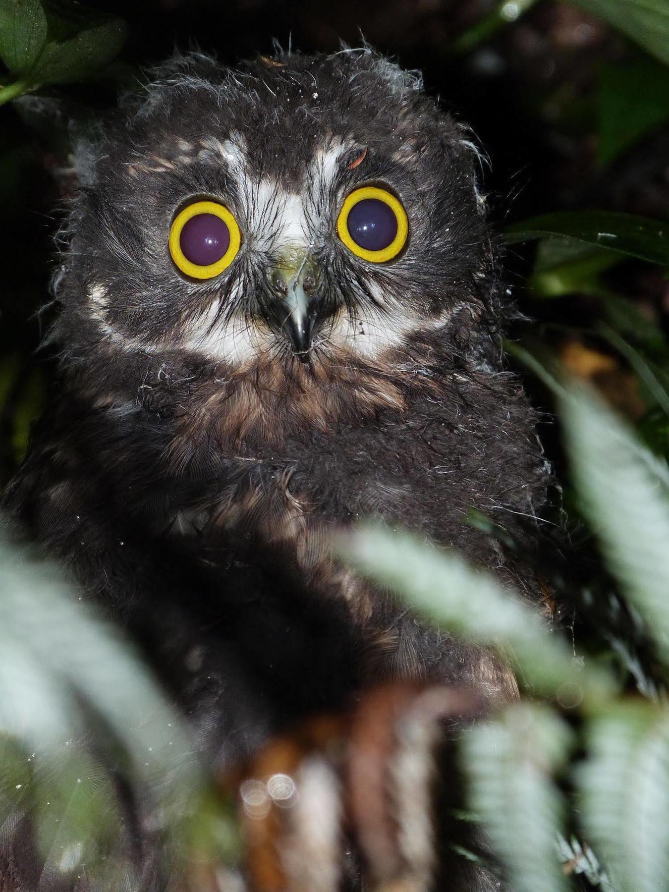 Morepork Riverside Lodge Paihia Exterior photo