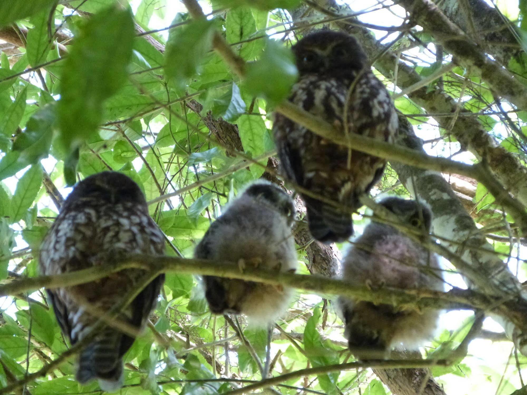 Morepork Riverside Lodge Paihia Exterior photo