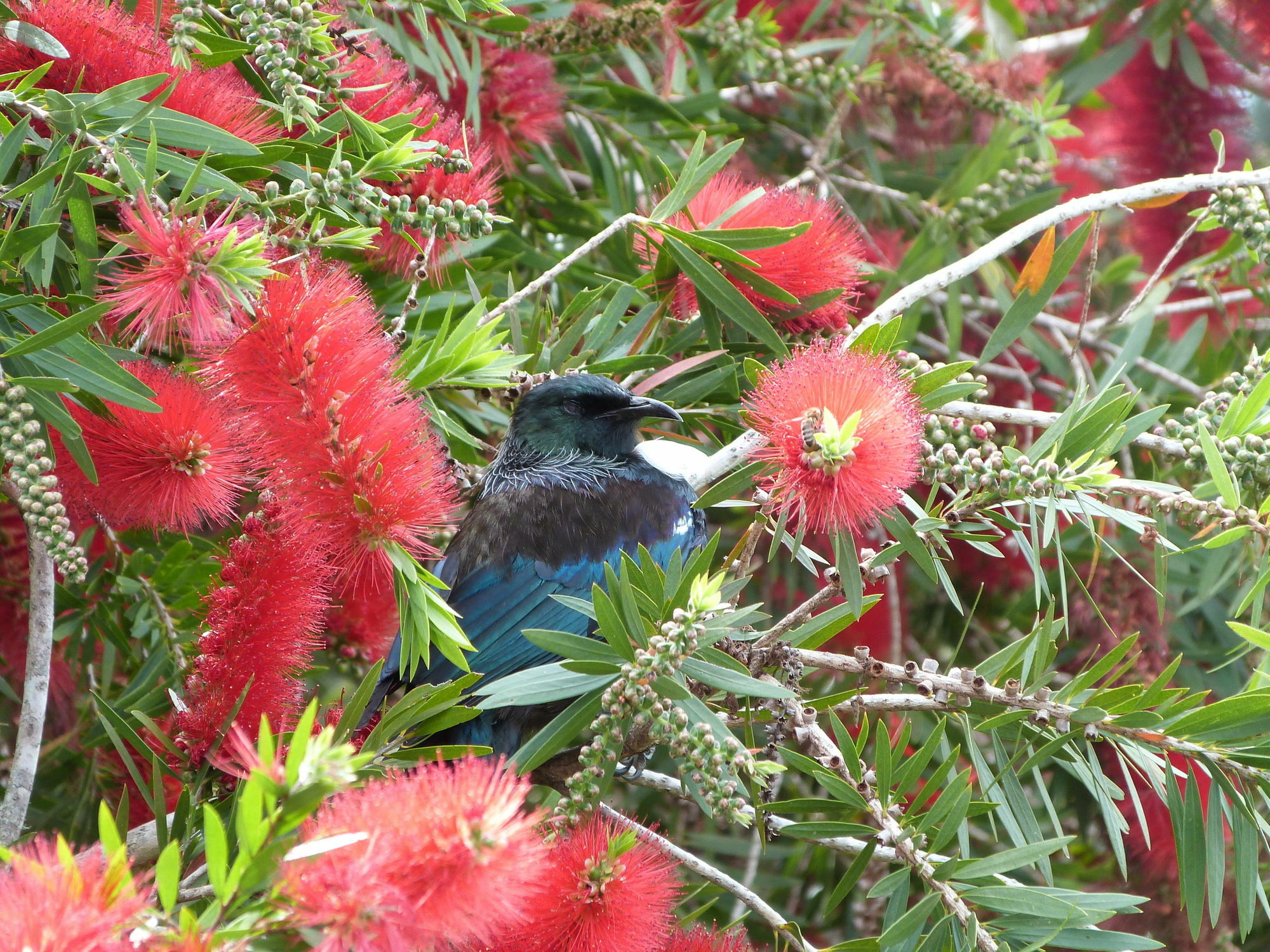 Morepork Riverside Lodge Paihia Exterior photo